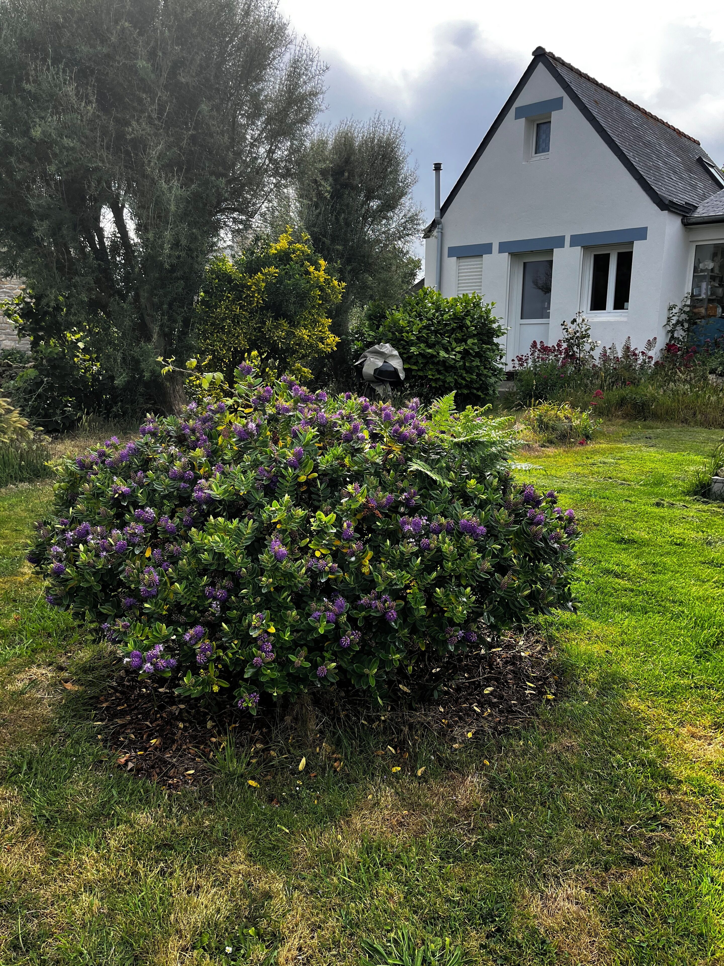 Una casa con facciata bianca e decorazioni blu, circondata da un giardino curato con fiori viola ed erba verde.