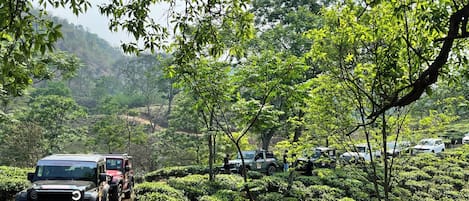 Taman