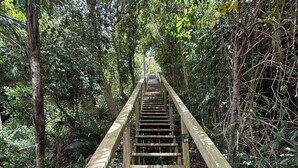 A wooden staircase surrounded by dense forest. - NEW LISTING! Your Private Paradise on St. John’s Beautiful Bordeaux Mountain (St John)