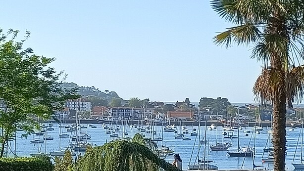 A marina with numerous boats, a palm tree, and buildings in the background.