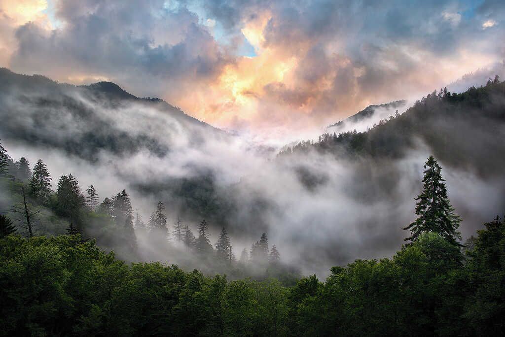 A forested mountain landscape with dense trees and mist-covered peaks.