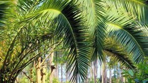 A garden with palm trees and a pathway. - Sunset Rentals- Bluff Villas 1678 (Hilton Head Island)
