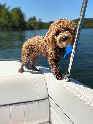 Animaux de compagnie acceptés