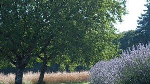 Een gazon met bomen en een lavendelstruik.