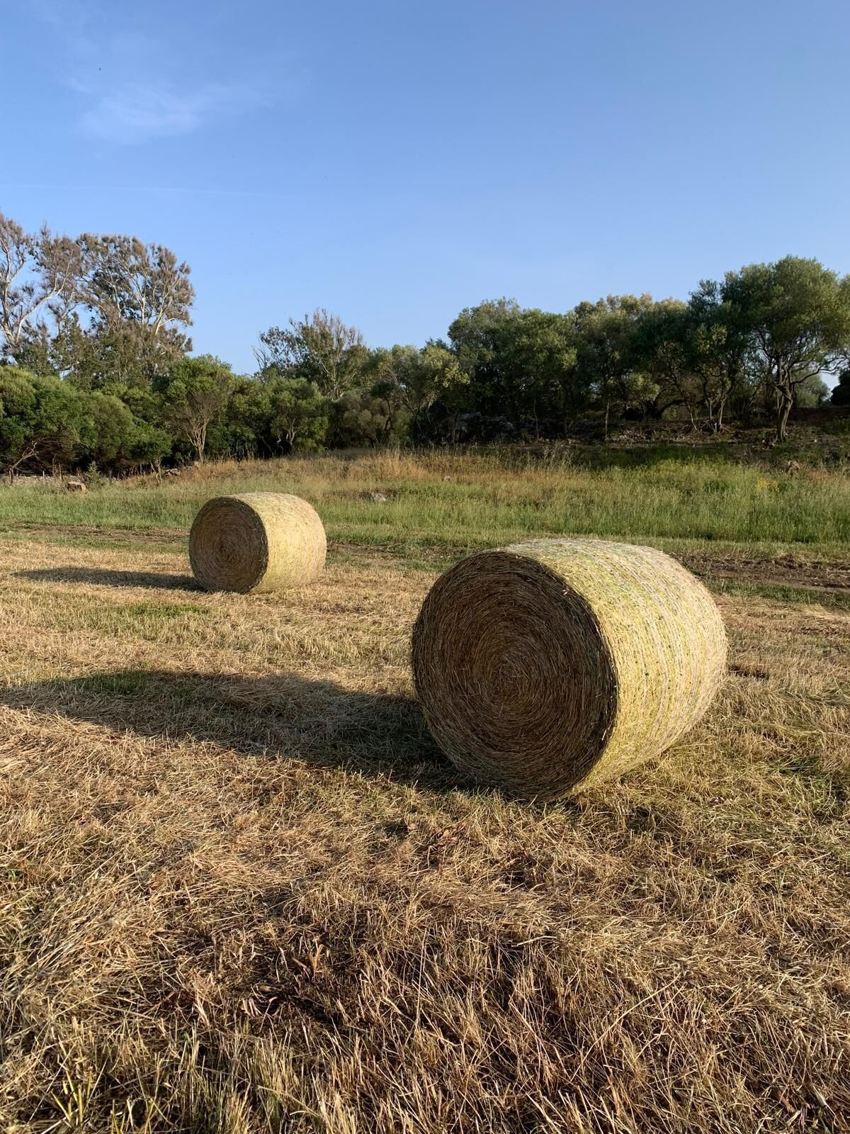 Two hay bales in a field with trees in the background.