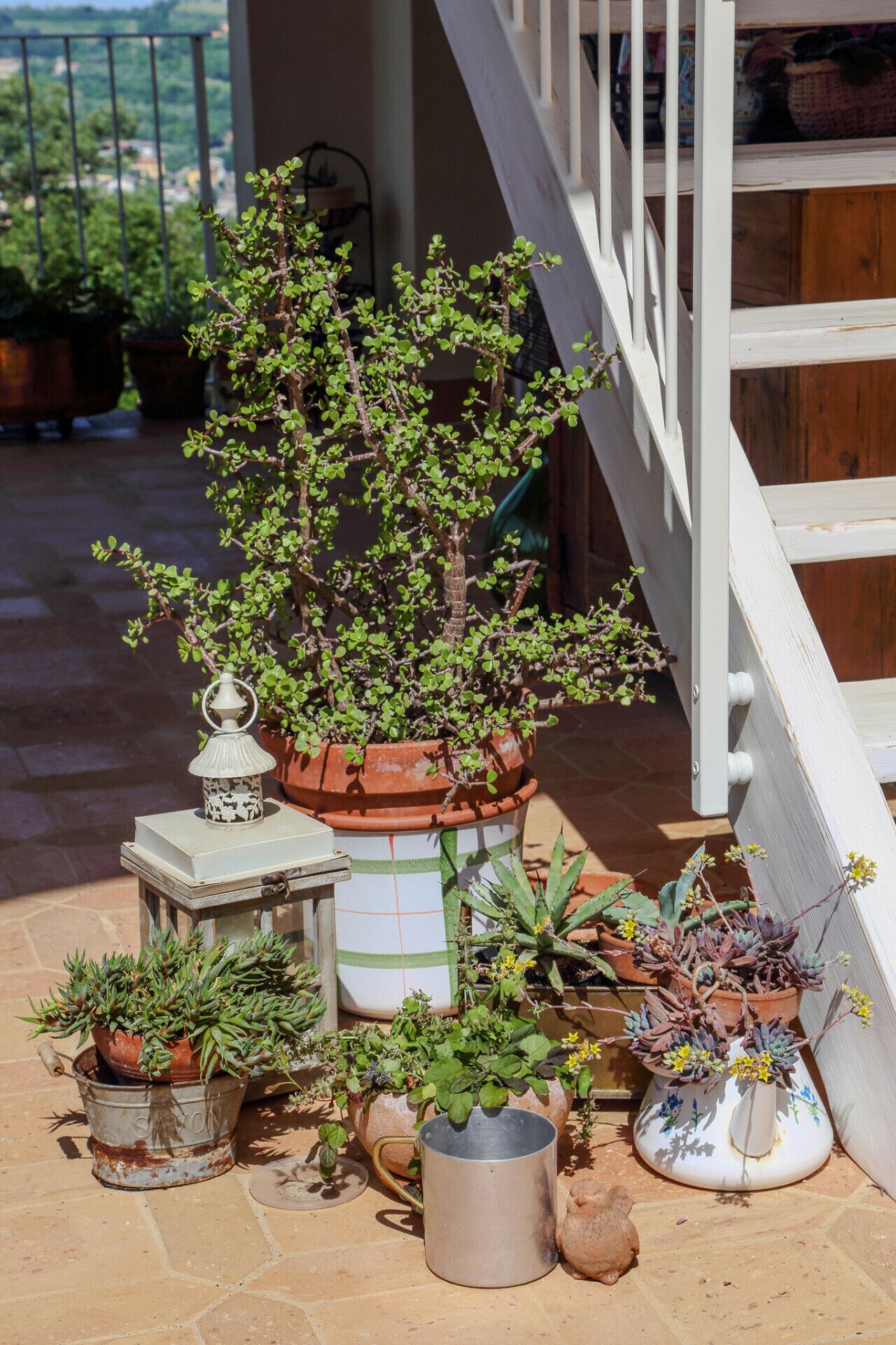 Forskellige plantede planter arrangeret på en terrasse med en trappe i baggrunden.