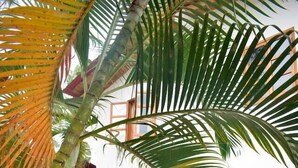 A patio area with a wooden table and chairs, surrounded by potted plants and a palm tree.