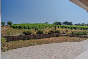 A vineyard with rows of grapevines, a stone retaining wall, and a paved walkway. - Apartment 'Sughereto 1' with Sea View, Wi-Fi and Air Conditioning (Aglientu)