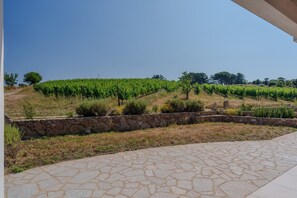 Un vignoble avec des rangées de vignes, un mur de soutènement en pierre et un chemin pavé.