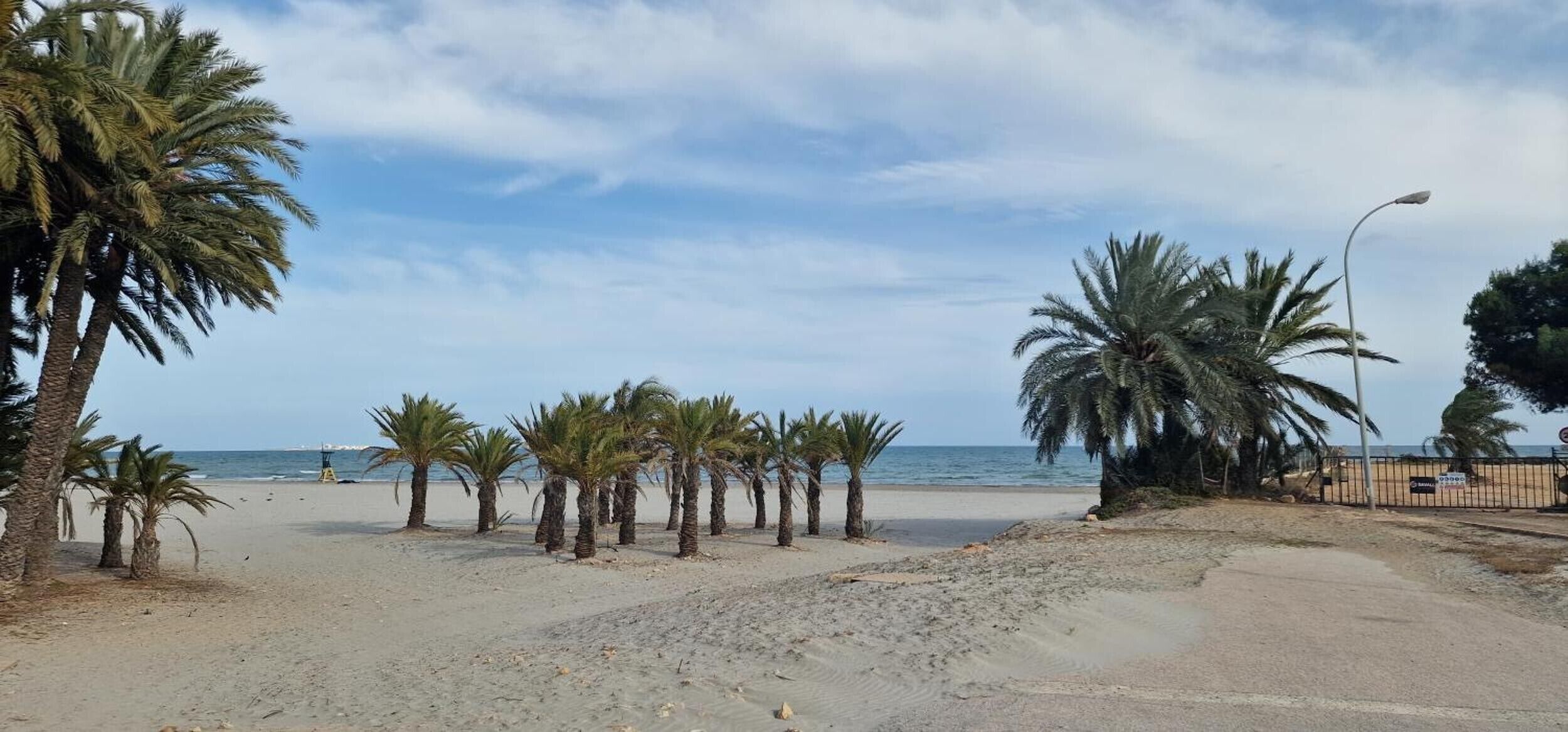 Une plage bordée de palmiers, un ciel dégagé et une mer calme.