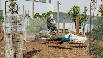 A peacock and a white bird in an enclosed outdoor area with a white building in the background.