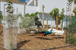 A peacock and a white bird in an enclosed outdoor area with a white building in the background. - Studio 'Mariana' with Atlantic View, Culinary Experience and Unique Hospitality (Gaula)