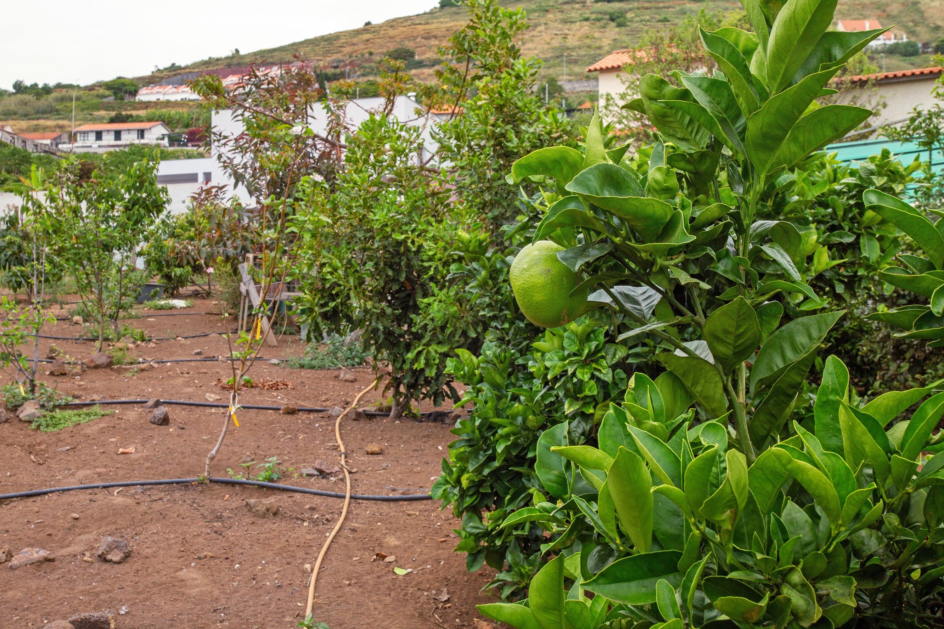 Un jardín con diversas plantas y un sistema de riego visible.