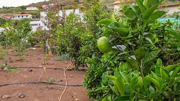 Un jardín con diversas plantas y un sistema de riego visible.