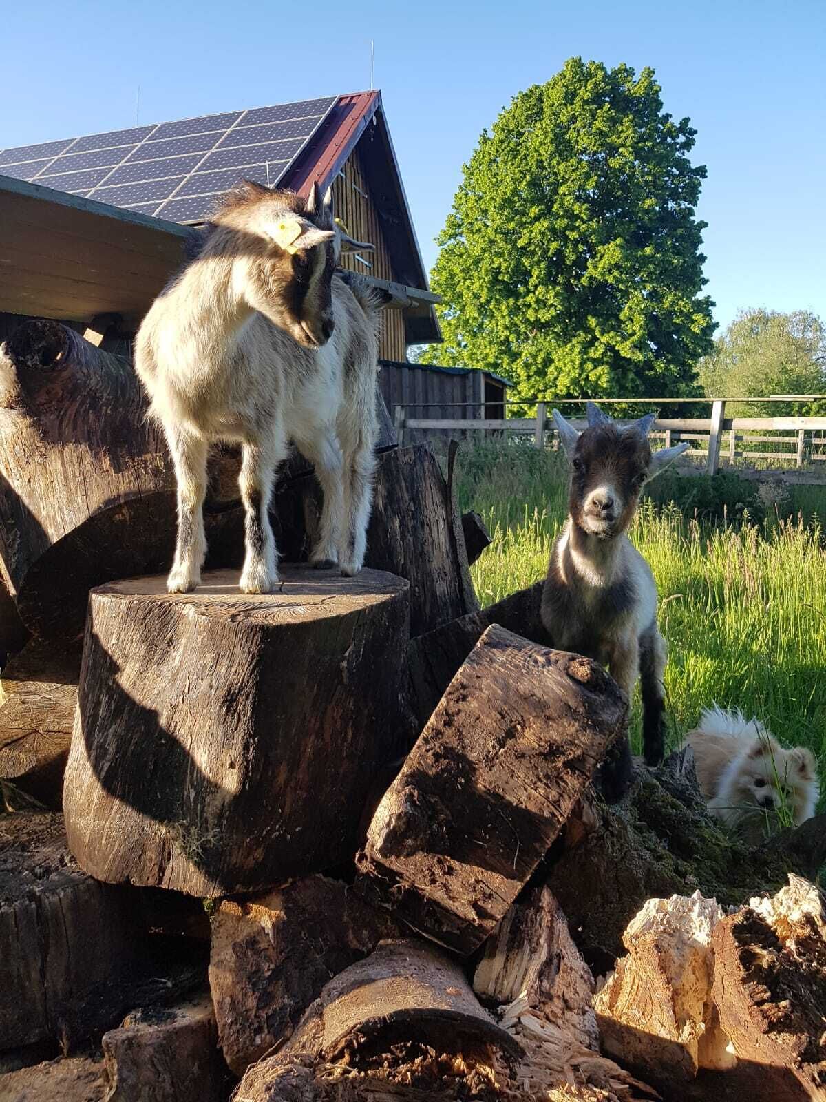 A goat standing on a wooden stump in a rural setting with a wooden building and a tree in the background.