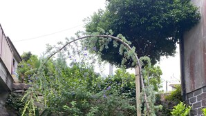 Ein Garten mit Holzzaun, verschiedenen Pflanzen und einer Froschstatue.