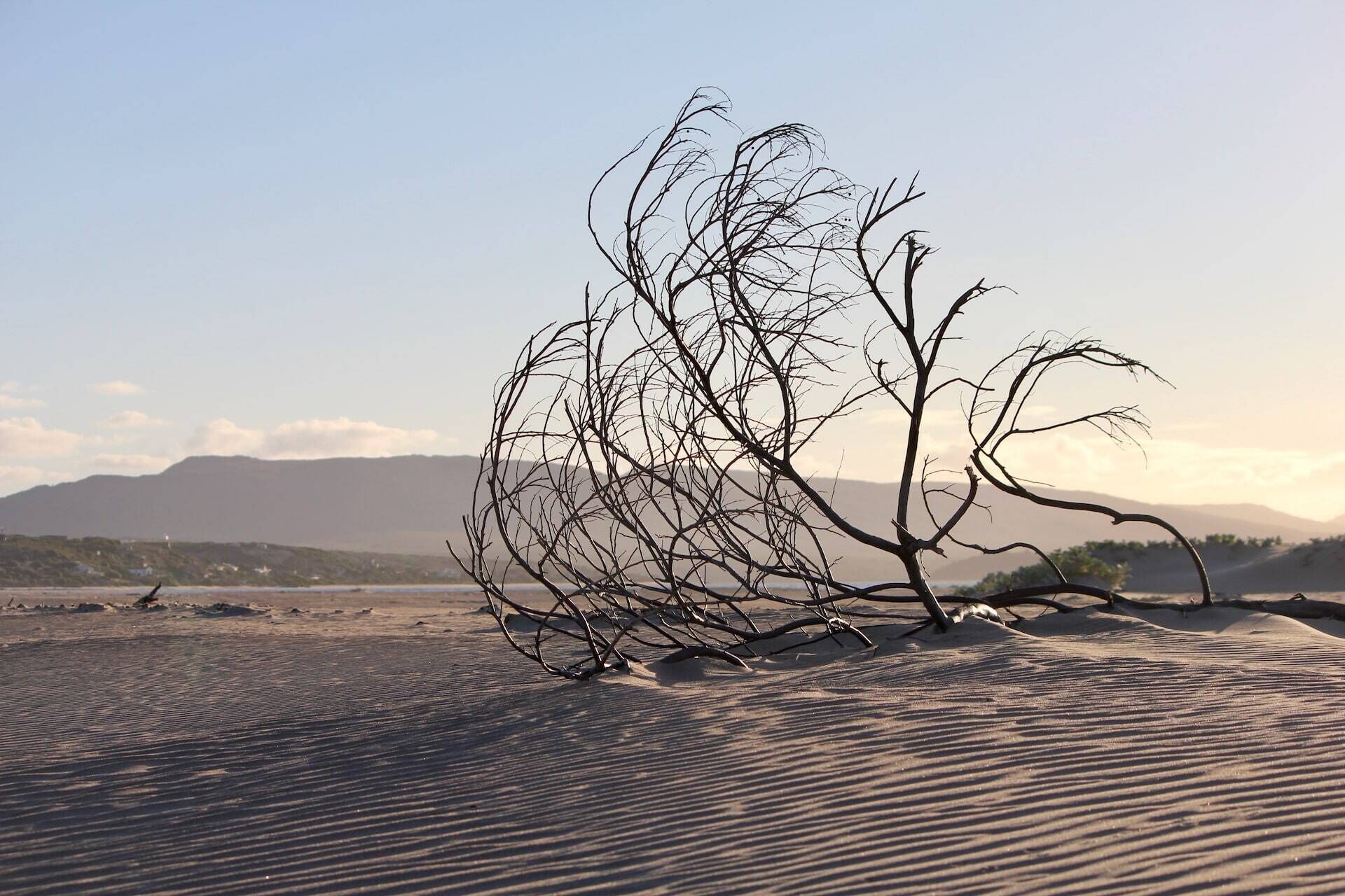 A desert landscape with a prominent, leafless tree in the foreground and mountains in the background.