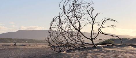 A desert landscape with a prominent, leafless tree in the foreground and mountains in the background.