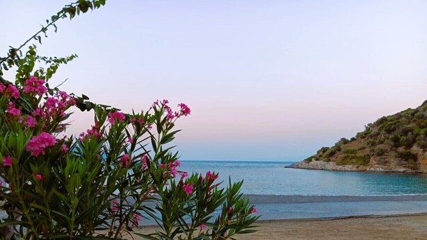 Een strand met roze bloemen op de voorgrond en een uitzicht op zee en een heuvellandschap in de verte.