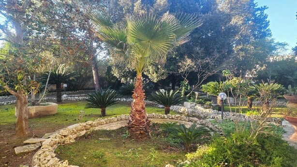 A landscaped garden with various plants, a stone pathway, and a palm tree. - La Pineta (Lecce)