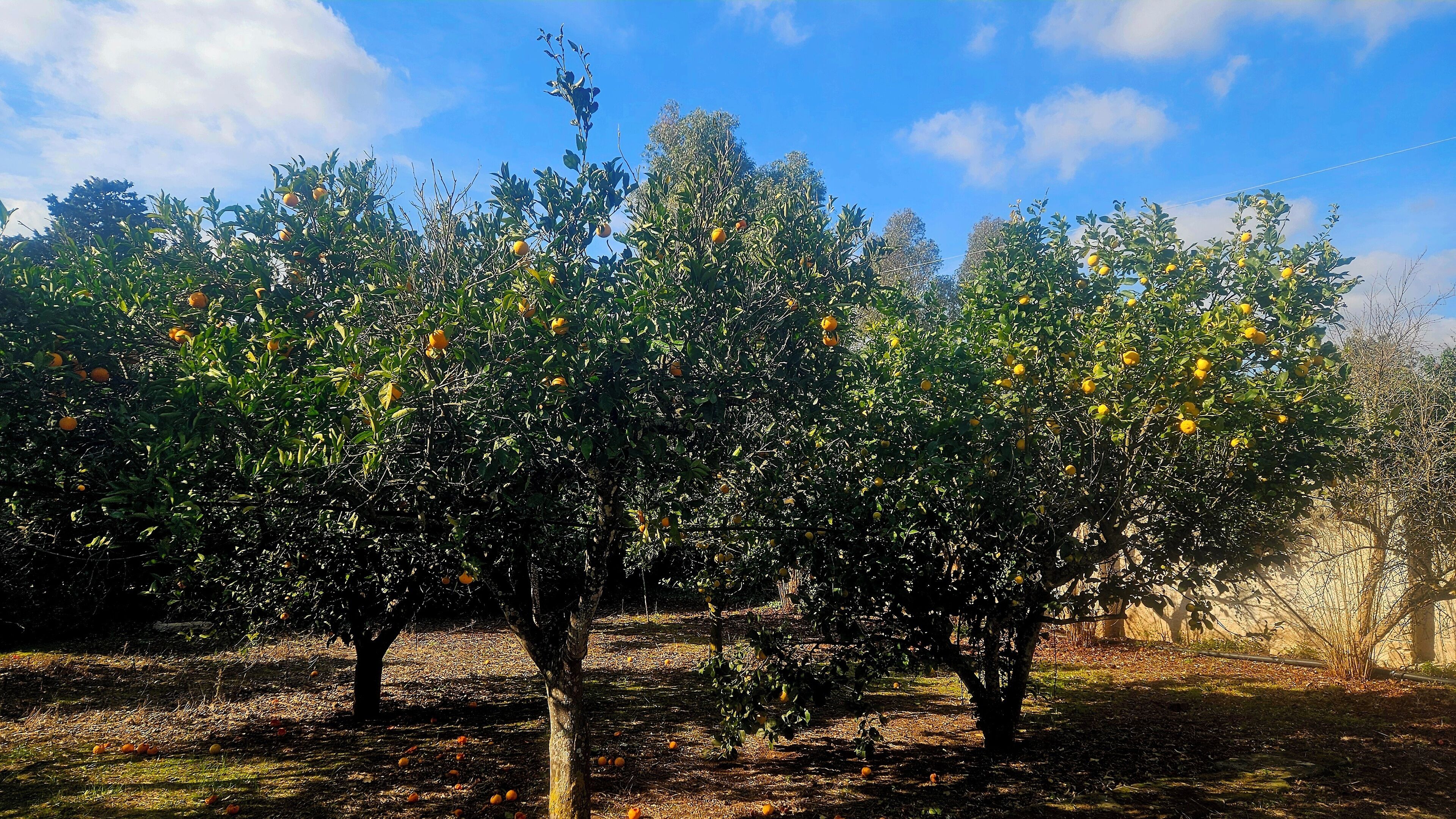 Ein Obstgarten mit reifen Zitrusbäumen voller Früchte.