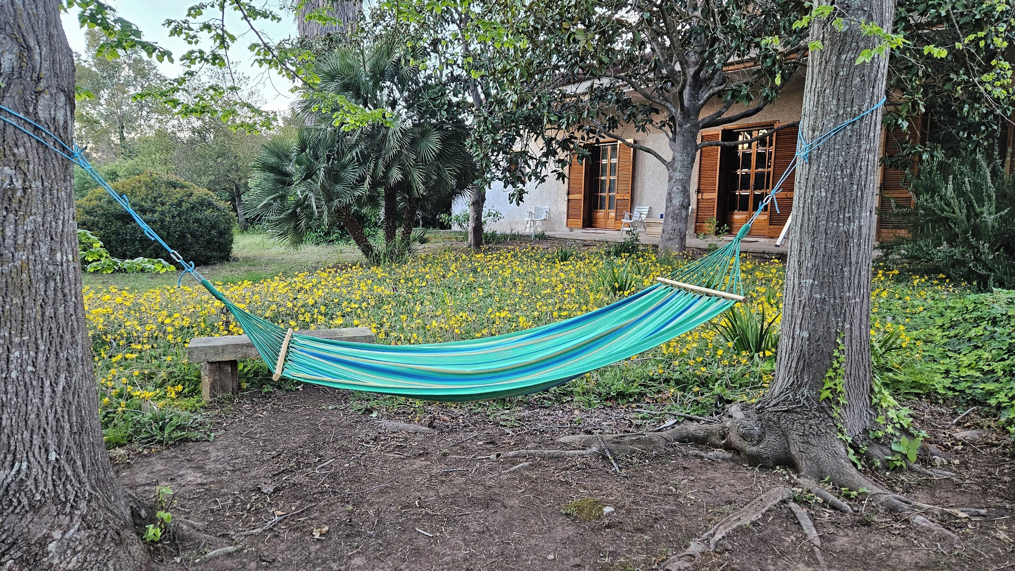 A hammock in a garden with yellow flowers, trees, and a building with wooden shutters.