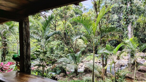 A wooden deck with a view of a lush garden, including various trees and a small stream.