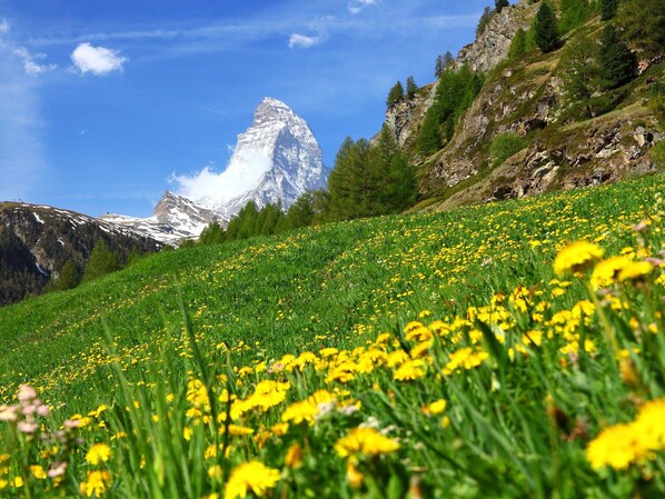 Un paisaje montañoso con un pico nevado destacándose al fondo, un campo de flores amarillas en primer plano y un cielo azul despejado.