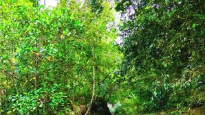 A natural scene with a waterfall, dense foliage, and a person standing on rocks. - Makeliya Jungle & Waterfall Tour (Kelinkanda)
