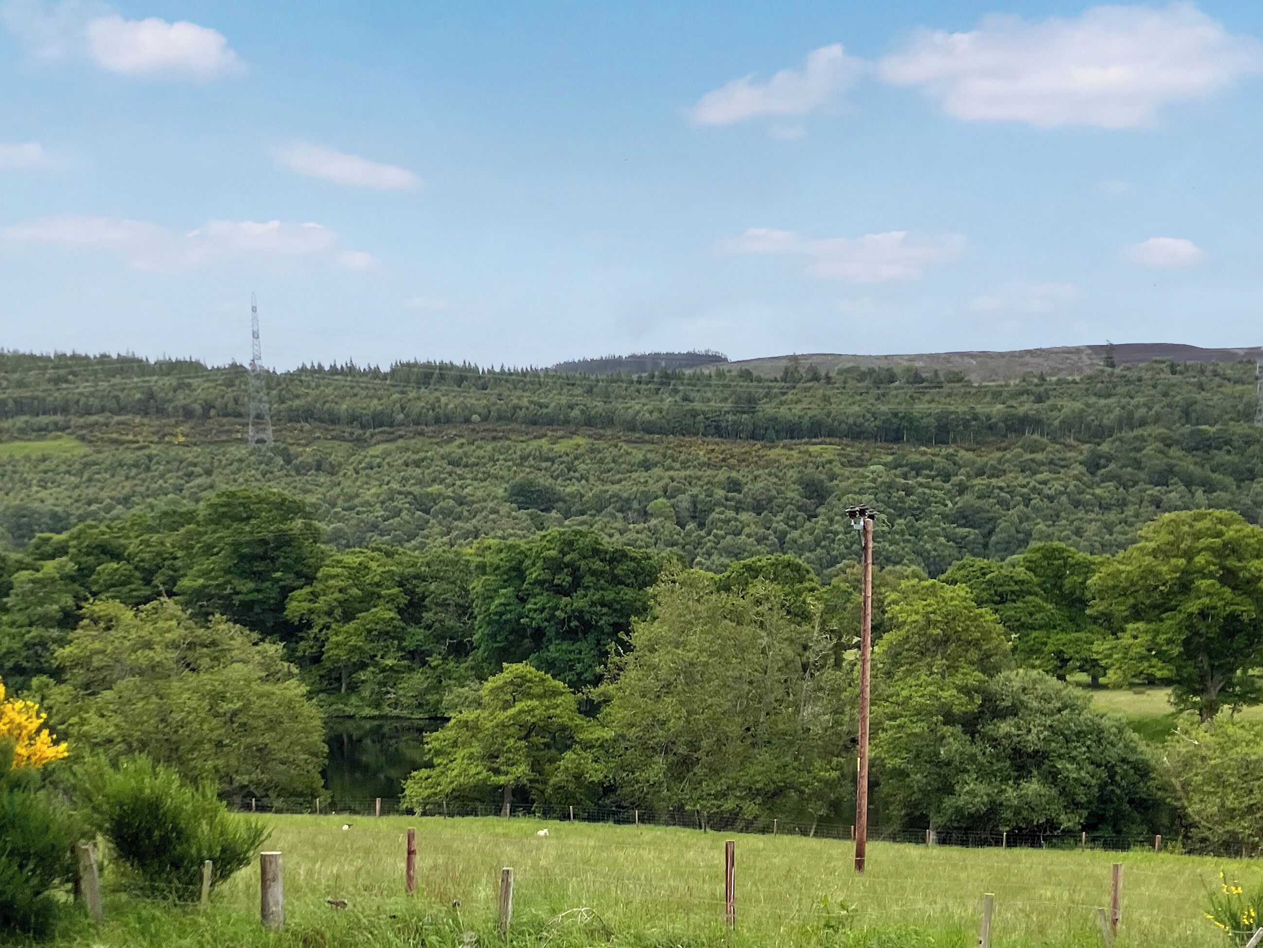 A rural landscape with a grassy field, trees, and a power line tower.