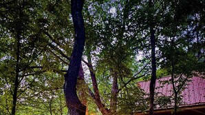A cabin with a wooden deck, surrounded by trees and greenery. - Whimsical Vermont Cabin | Hot Tub, Sauna & Views (Johnson)