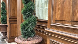 A wooden building facade with a large window, a potted evergreen tree, and a stone base. - 1608 Saint-Honoré (Paris)
