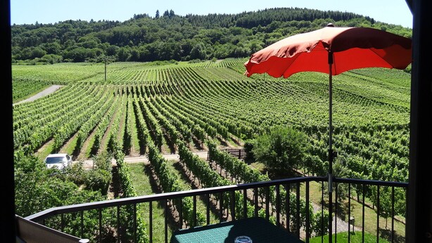A vineyard with rows of grapevines and a red umbrella in the foreground.