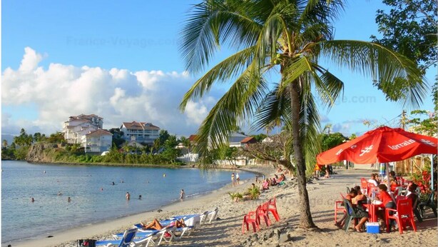 A beach with palm trees, beach chairs, and umbrellas.
