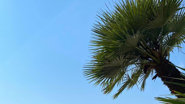 A pool area with thatched umbrellas, lounge chairs, and a view of the sea. - Right in the center of Ischia, the ideal villa for comfortable exclusive vacations (Ischia)