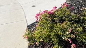 Une maison moderne à deux étages, dotée d’un garage, d’une allée sinueuse et d’un jardin bien entretenu agrémenté de fleurs roses.
