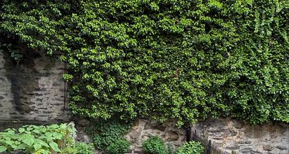 Spacious 3-story Manhattan townhouse in vibrant West Harlem, sleeps 8.