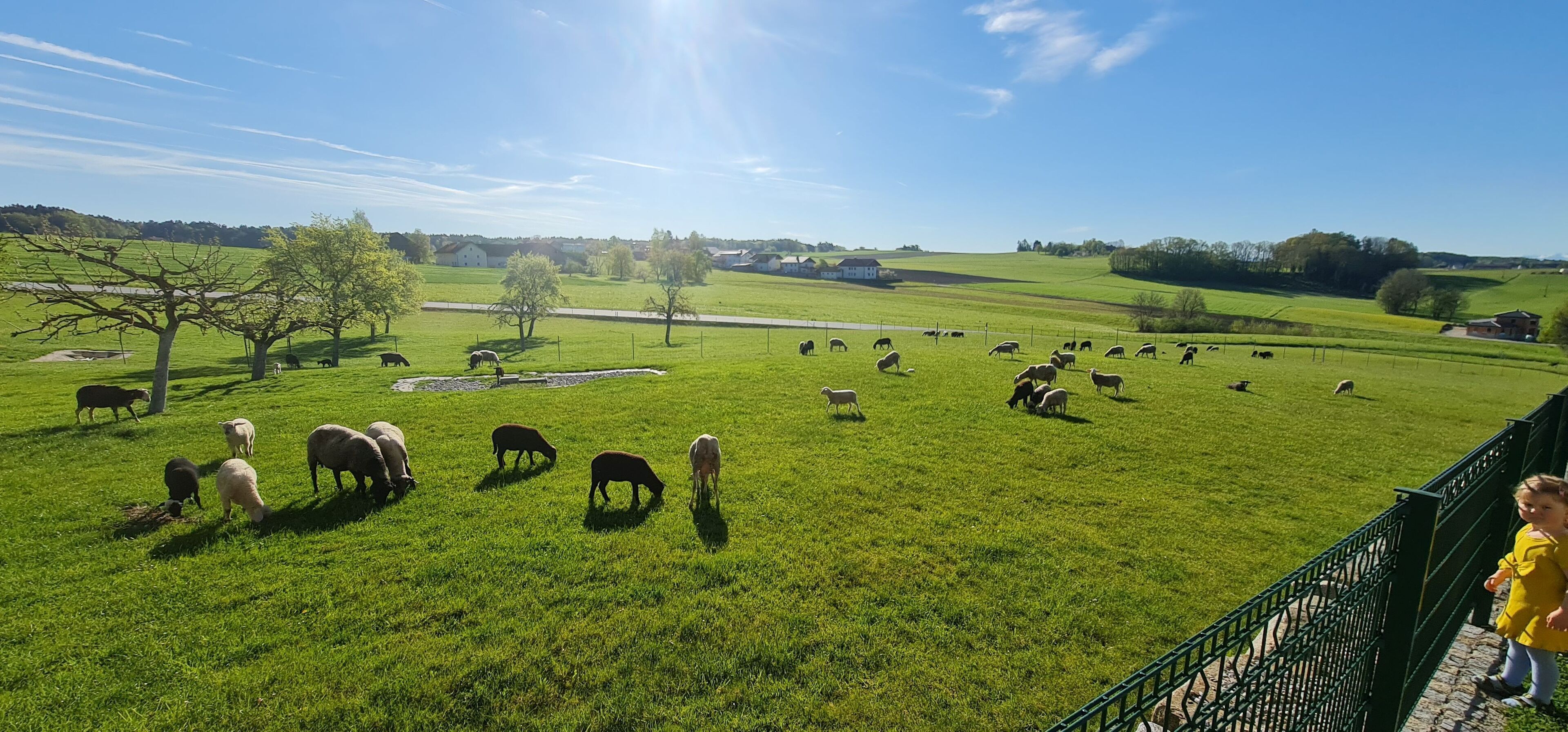 Un paysage rural avec un champ délimité par une clôture, des arbres et une maison située au loin.