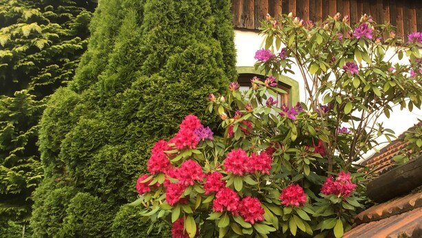 Une maison traditionnelle en bois, avec un toit de tuiles, entourée d’une végétation luxuriante et de plantes en fleurs.