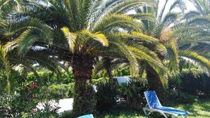 A garden with palm trees and a blue lounge chair.