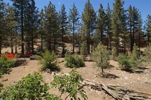 A forested area with a dirt path, trees, and some shrubs. - Cardinal Ridge (Big Bear City)