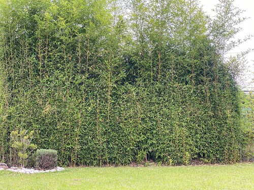 Cozy suite in Angelopolis (pet friendly) 3 min from the Star of Puebla