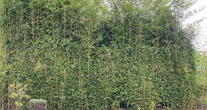 Cozy suite in Angelopolis (pet friendly) 3 min from the Star of Puebla