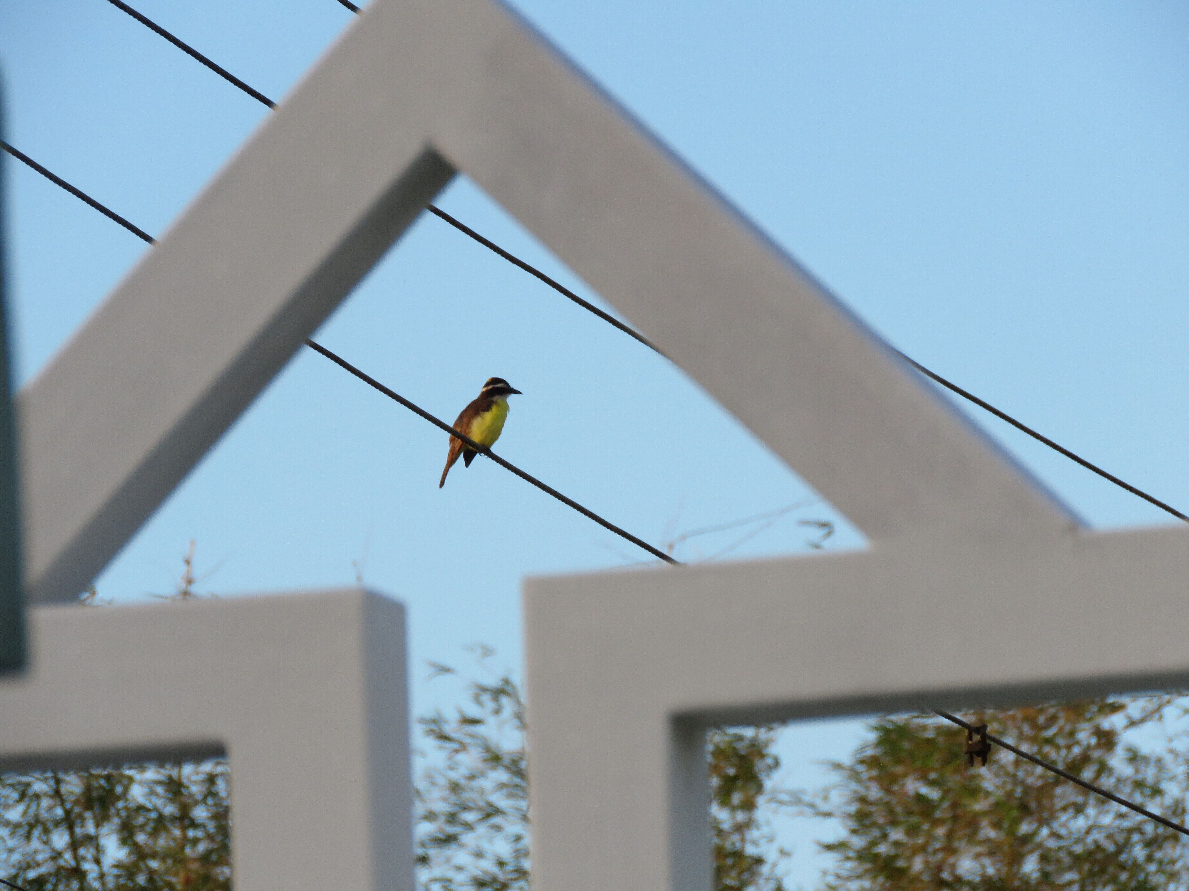 A bird perched on a wire against a clear sky.