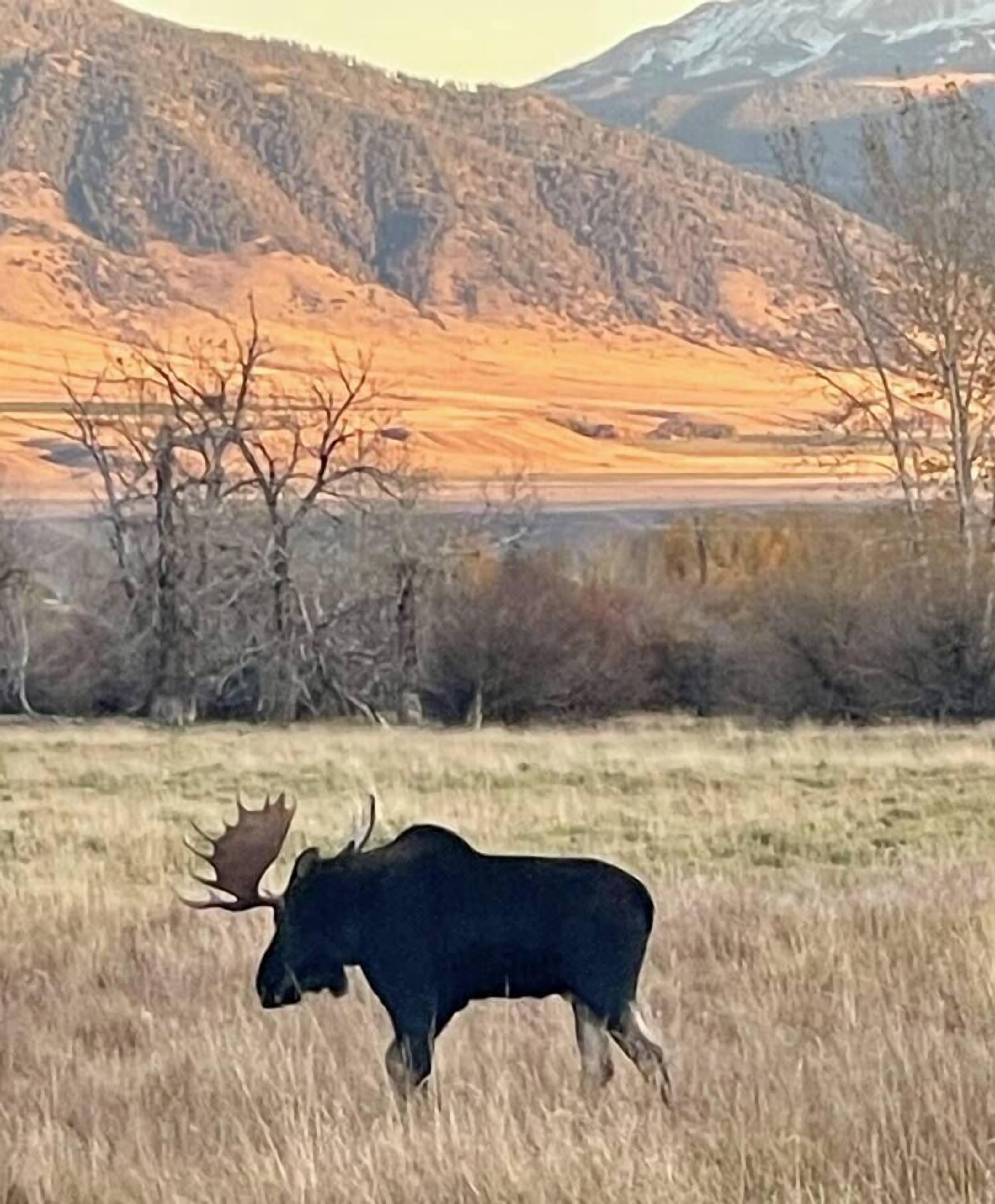 One of our local moose