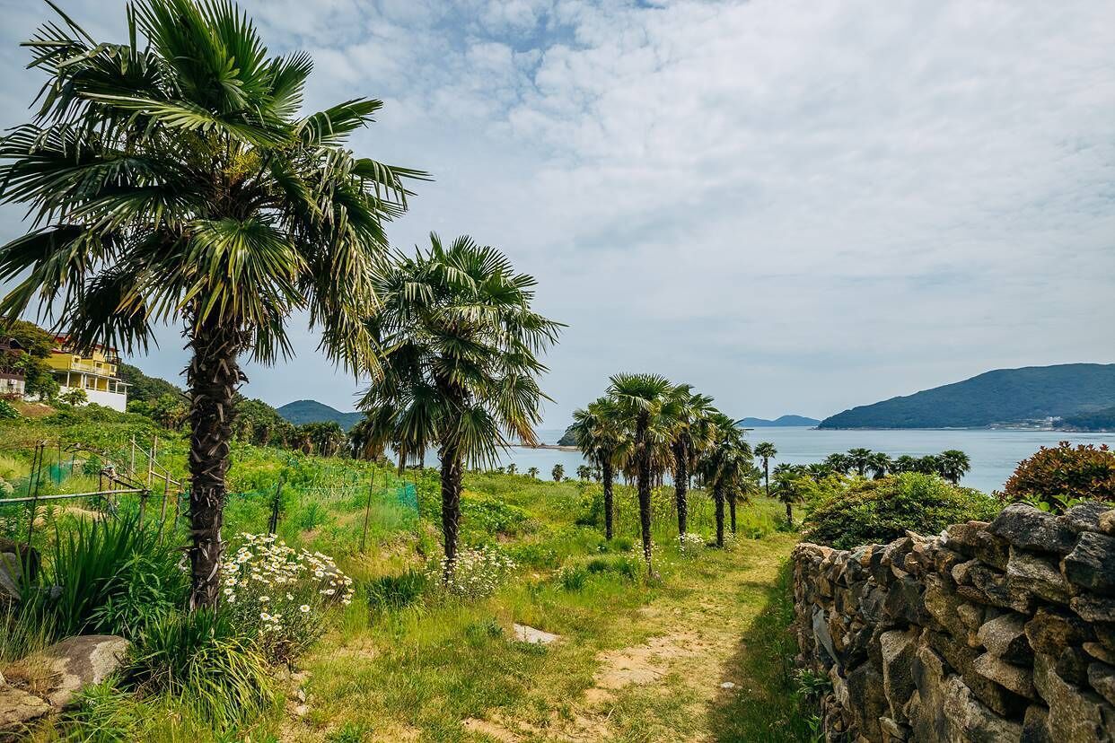 A coastal path lined with palm trees leading to a body of water, with a stone wall on one side and a building in the background.