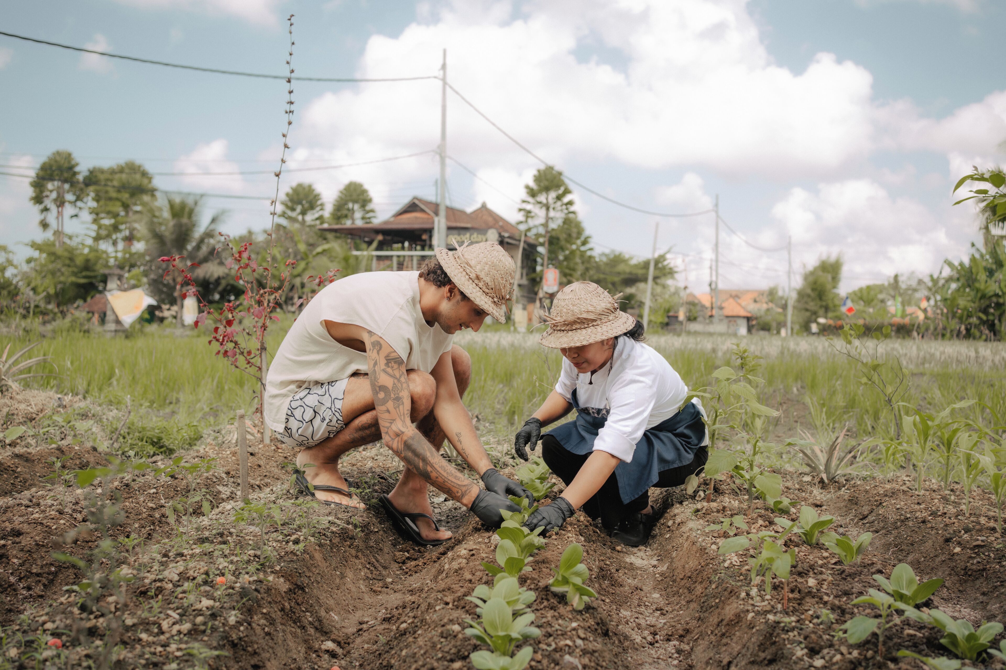 Deux personnes plantent des végétaux dans un champ, avec des maisons et des lignes électriques en arrière-plan.