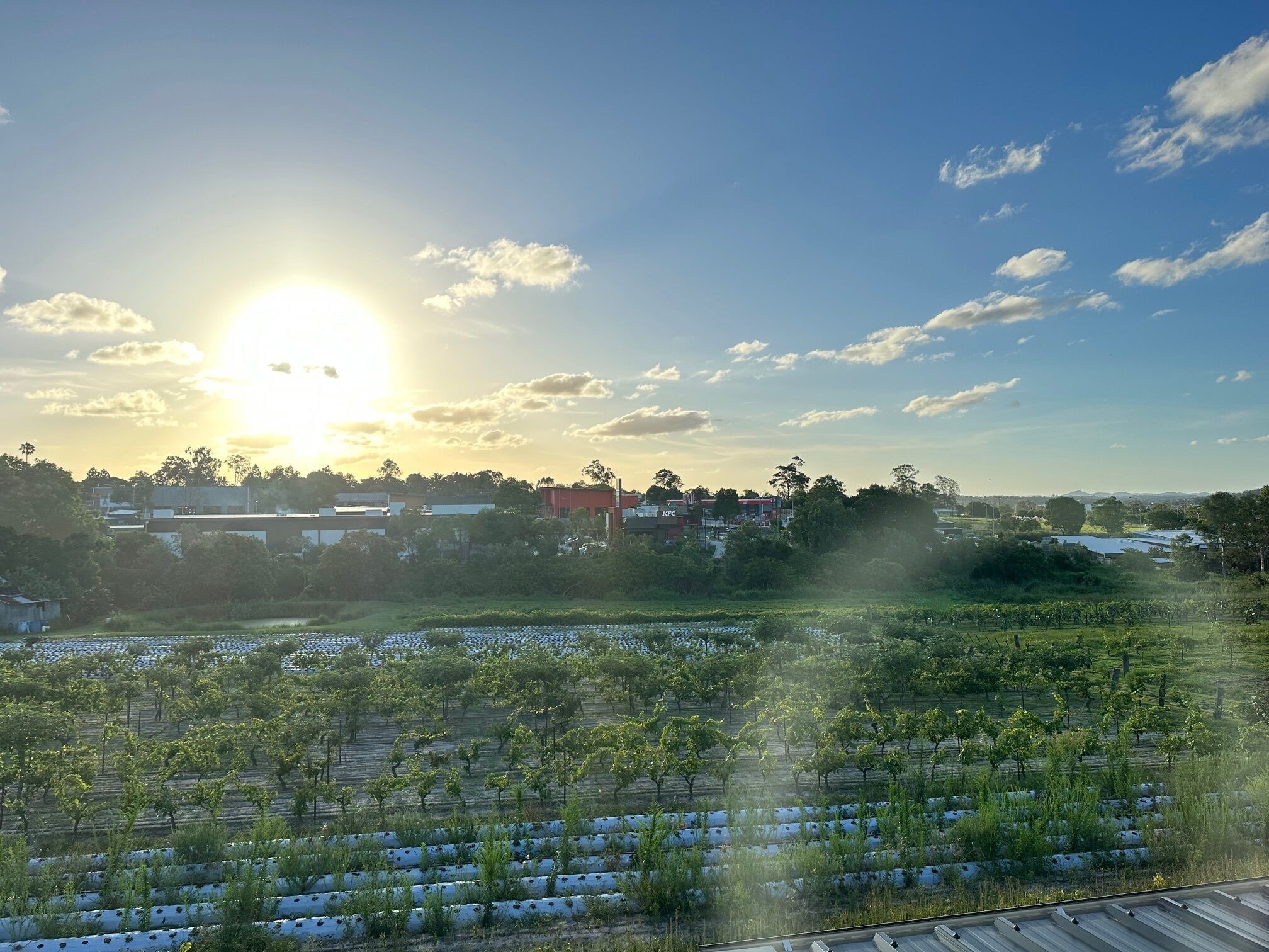 A vineyard with rows of grapevines under a clear sky.
