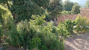 A garden area with dense greenery and a stone wall. - Bed and breakfast in southern Corsica near dream beaches (Sotta)