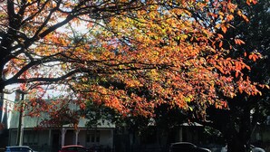 A tree with autumn leaves in a residential area. - Modern terrace home in inner Sydney (Saint Peters)